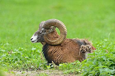 俄罗斯游戏开发者协会成立 支持本国游戏行业